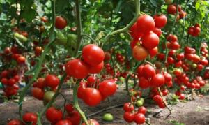 Ortie - un endroit frais tomate vinaigrette