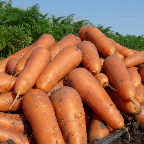 Fermer la culture de carottes. Photos dans l'article proviennent de sources ouvertes