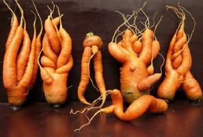 Les carottes cultivées courbe et laid, pourquoi cela est arrivé et comment l'éviter.