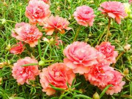Pour les résidents de Godsend été paresseux: fleurs aux couleurs vives tout l'été sans arrosage (et littéralement)