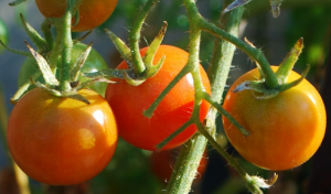 Pourquoi habiller les tomates bore. préparer une solution de