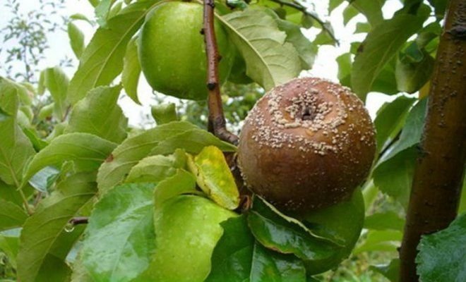 Fruits pourrissent sur la pomme (illustrations pour un article tiré de Yandex. photos)
