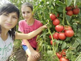 Les tomates dans le jardin et n'engraissent augmenter les fruits. 4 superprioma!