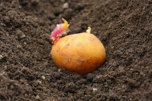 La bataille pour la récolte: comment les pommes de terre de plantes