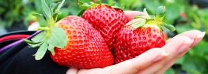 Nous cultivons des fraises dans un récipient: l'approche française