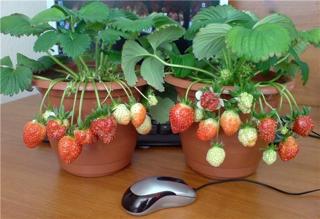 EXEMPLE pot fraise. Photos pour publication sont tirées de l'Internet