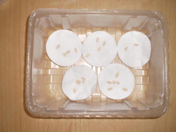 Placer les graines de concombre sur les tampons de coton.