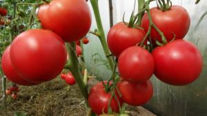 Les tomates ne surchauffent pas: des mesures simples