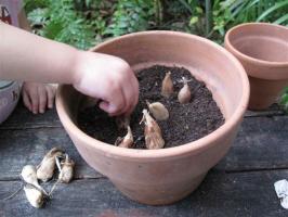 Comment faire pousser coupe aristocrate dans le jardin