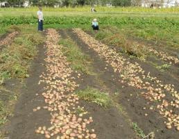 Les raisons pour lesquelles vous avez une mauvaise récolte de pommes de terre se développe.