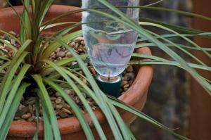 Vous voulez améliorer la croissance et la floraison des plantes d'intérieur? L'eau minérale vous aidera à ce