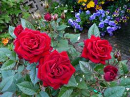 Comment préparer les roses pour l'hiver. 4 requis pour l'hibernation de la réception réussie.