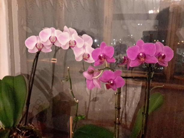 Une partie de ma collection de Phalaenopsis dans un appartement. Je baigne les tremper!