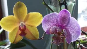 Combien d'années de vie Orchid