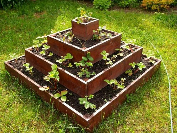Variante fraises de plantation en pyramide