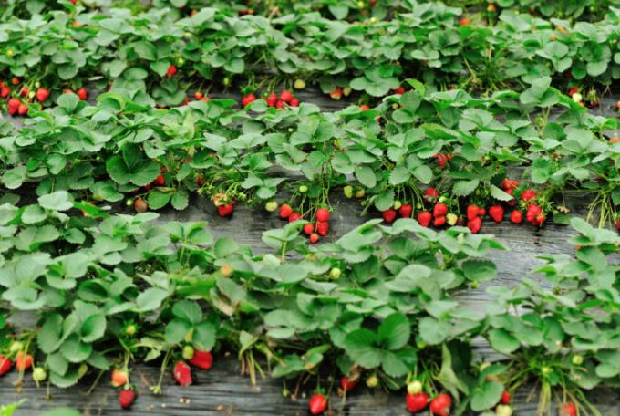 l'envie de plantation de fraises! (Isons.com)