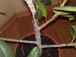 Former une couronne au ficus correctement