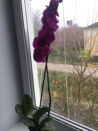 Après une bonne forme mon orchidée immédiatement épanouie