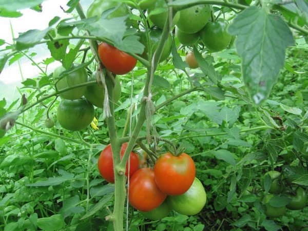 Pours les tomates dans la serre. Photos dans l'article de l'Internet