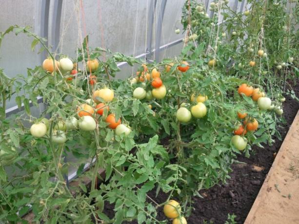 Les tomates dans une serre