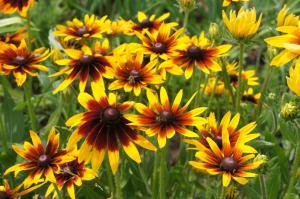 5 meilleures plantes vivaces « pour les paresseux » avec les belles fleurs