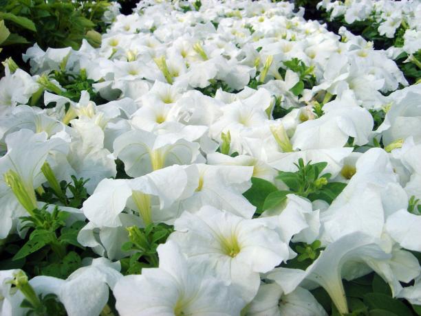 variétés Pétunia Ramblin Blanc (photo - Internet)