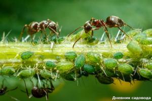 Se débarrasser des fourmis avec de l'iode