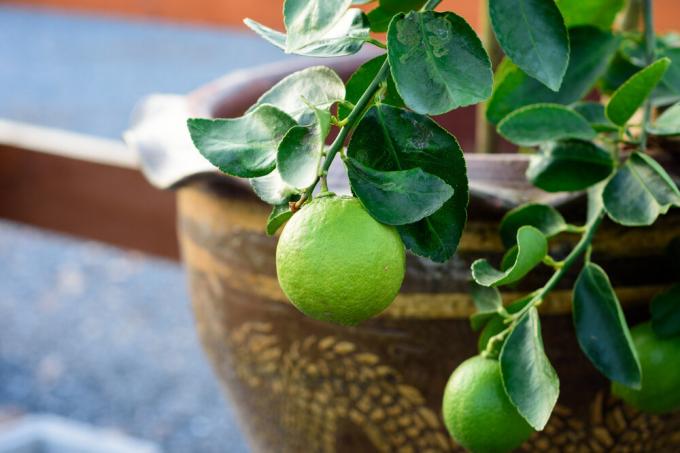 La chaux est adaptée à la culture à la maison est encore mieux que le citron. Photo: garden.eco