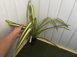 Pandanus - une plante pour les paresseux. Caractéristiques de la culture