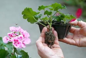 Comment transplanter chez Géranium pendant la saison froide. Caractéristiques du processus