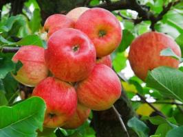 Que les pommes utiles, et à qui ils peuvent nuire