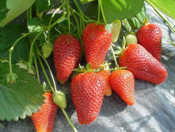 fraises remontantes (Photo à partir d'Internet)