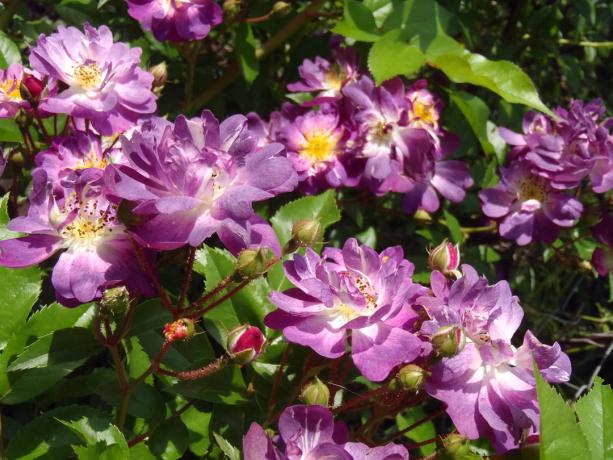 Alors, mon escalade fleurs variétés de rosiers « Vilchenblau » cette année