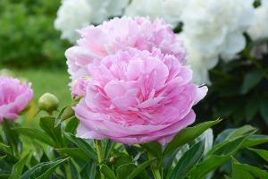 ⚡ Comment prendre soin de pivoines en Août pour obtenir la floraison luxuriante de l'année prochaine