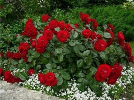 La plupart des rosiers arbustifs dans un jardin pour la culture