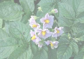 Fertiliser les pommes de terre pendant la floraison. Recette du Biélorusse-oncle