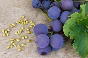 Puis-je manger des raisins avec des graines et comment ils affectent le corps