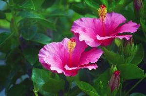 Hibiscus syriacus: comment cultiver et de soins