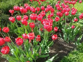 5 erreurs communes dans la culture des tulipes, qui permettent 50% des producteurs