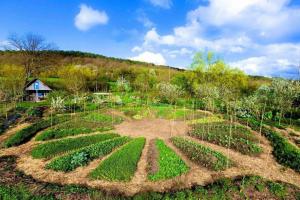 Comment planter, croître tous ensemble: permaculture
