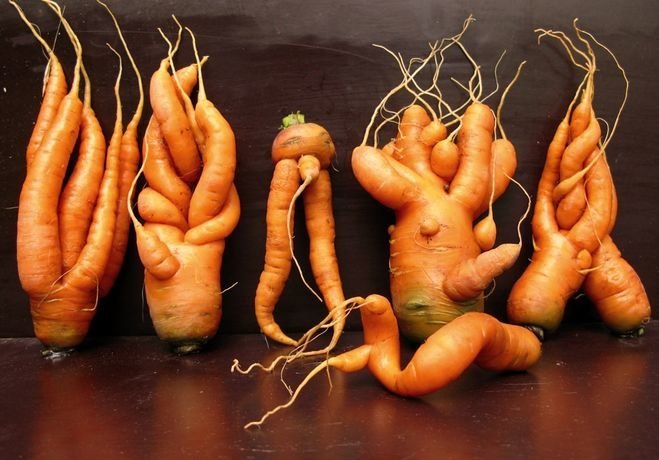 freaks cirque ou pourquoi la carotte pousse la courbe | Jardinage & Horticulture