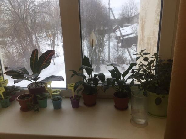 Les plantes en pot sur le rebord de la fenêtre dans ma chambre. Trois d'entre eux dira bientôt au revoir!