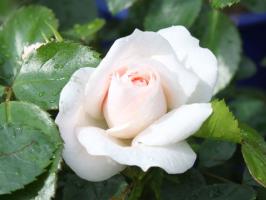 5 choses ruine une rose dans le jardin