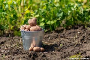 Façon incroyable de pommes de terre Hilling