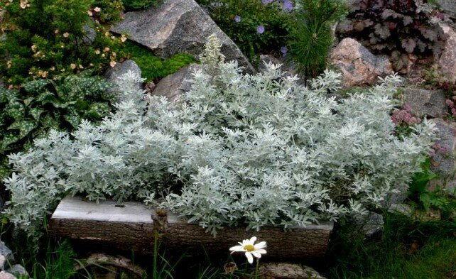 Wormwood Steller Moris Formulaire 