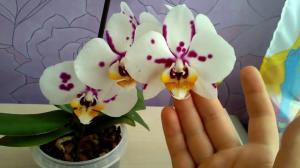 Est-il possible de garder à l'orchidée maison