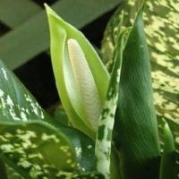 Fleurs dieffenbachia à la maison