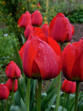 J'ai une croissance qu'une seule espèce de tulipes. Et je ne sais pas quel est son nom. Cette année, soudain envie de planter quelque chose de nouveau. Ainsi est née l'idée d'écrire une note sur les bulbes de plantation de printemps. Soit dit en passant, j'aime simplement tulipes forme classique, et se habiller et autres fantaisie ne pas susciter de la sympathie.