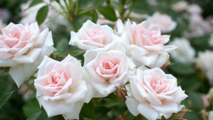roses odorants dans le jardin (photo) -desktopwallpapers4.me