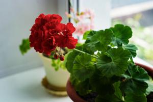 Pelargonium: les secrets de la croissance saine